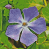 Close Up Periwinkle Purple Flower Diamond Painting