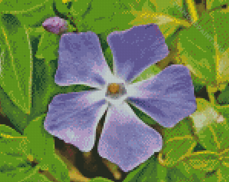 Close Up Periwinkle Purple Flower - Diamond Painting