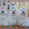 Maltese Puppies Dogs Diamond Painting
