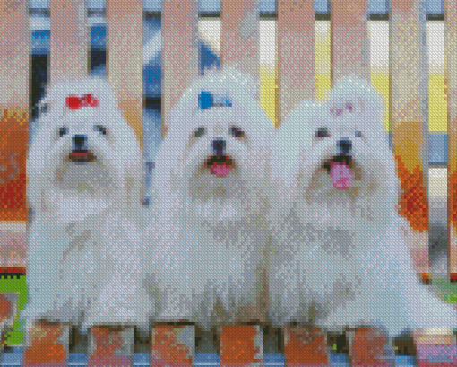 Maltese Puppies Dogs Diamond Painting