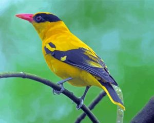 Old World Orioles Diamond Painting