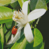 Orange Blossom Flower With Ladybug Diamond Painting