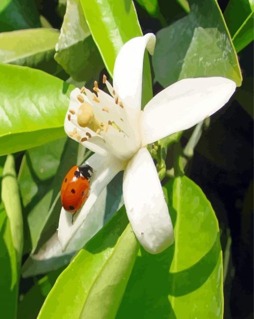 Orange Blossom Flower With Ladybug Diamond Painting