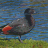 Paradise Shelduck Diamond Painting