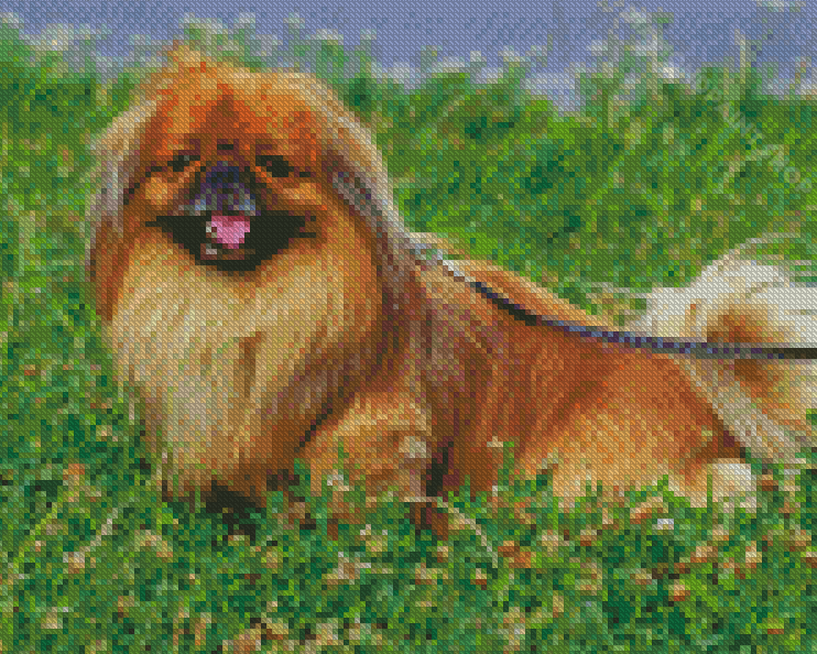 Pekingese Brown Dog - Diamond Painting 