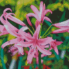 Pink Nerine Flowering Plants Diamond Painting