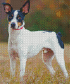 Rat Terriers Puppy Diamond Painting