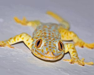 True Gecko Diamond Painting