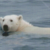 White Polar Bear In Water Diamond Painting