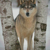 Wolf Among Birches Trees Diamond Painting