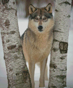 Wolf Among Birches Trees Diamond Painting