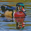 Wood Duck In Water Diamond Painting