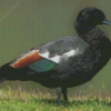 Black Paradise Shelduck Diamond Painting