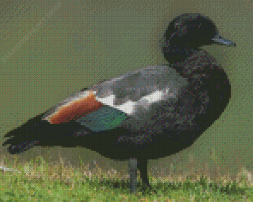 Black Paradise Shelduck Diamond Painting