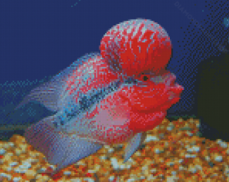 Cool Flowerhorn Fish Diamond Painting