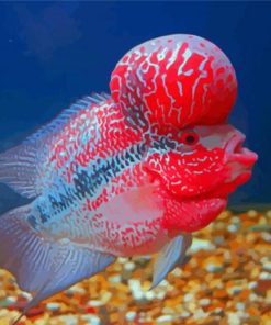 Cool Flowerhorn Fish Diamond Painting