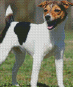 Cool Jack Terrier Diamond Painting