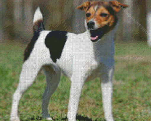 Cool Jack Terrier Diamond Painting