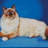 Cool Ragdoll Cat Diamond Painting