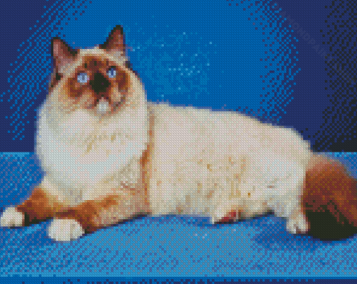 Cool Ragdoll Cat Diamond Painting
