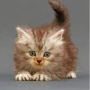 Cute Tabby Persian Kitten Diamond Painting