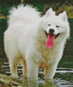 Happy Samoyed Diamond Painting