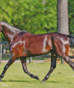 Sports Horse Diamond Painting