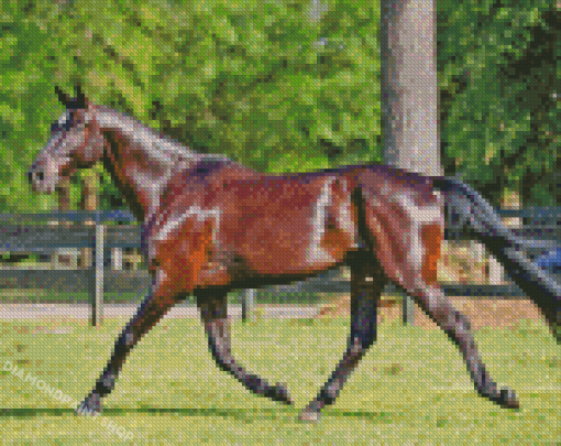 Sports Horse Diamond Painting