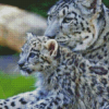 White Leopard And Her Baby Diamond Painting