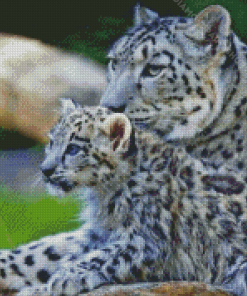 White Leopard And Her Baby Diamond Painting