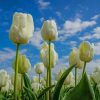 White Tulips Diamond Painting