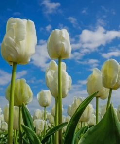 White Tulips Diamond Painting