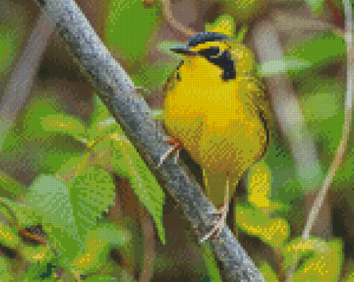 Yellow Kentucky Warbler Diamond Painting