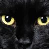 Black Cat Eyes Diamond Painting