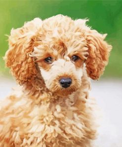 Corgi Poodle Puppy Diamond Painting
