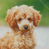 Corgi Poodle Puppy Diamond Painting