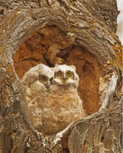 Cute Cuddly Birds Diamond Painting
