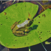 Frog On Water Lily Pad Diamond Painting