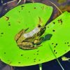 Frog On Water Lily Pad Diamond Painting