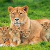 Lioness And Cubs Animals Diamond Painting