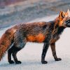 Melanistic Fox Animal Diamond Painting