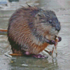 Muskrat Animal Diamond Painting