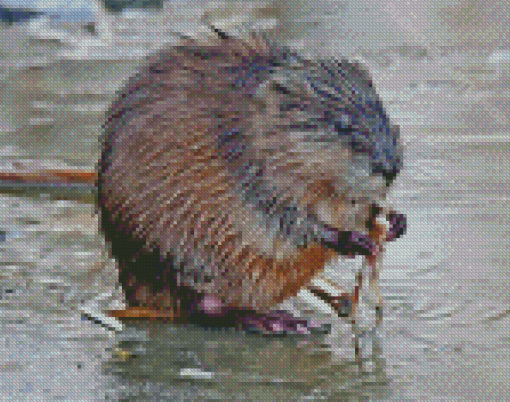 Muskrat Animal Diamond Painting