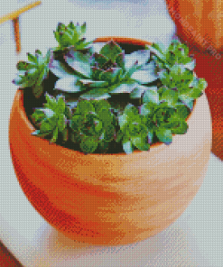 Succulent Pot Diamond Painting