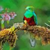 The Quetzal Bird Diamond Painting