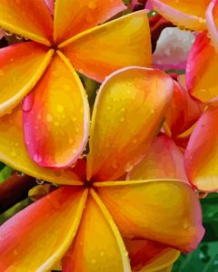 Water Drops On Orange Plumeria Diamond Painting