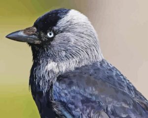 Western Jackdaw Diamond Painting