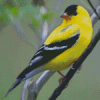 Yellow Finch Bird Diamond Painting