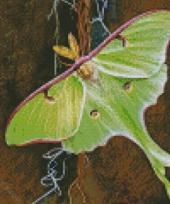 Aesthetic Luna Moth Diamond Painting