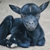 Black Baby Goat Diamond Painting